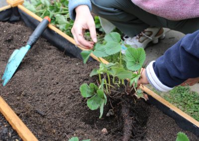 Umpflanzen Hochbeet Niehö